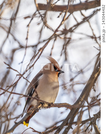 Bohemian Waxwing, Bombycilla garrulus, sitting on the bush and feeding on wild red apples in winter or early spring time. Bohemian Waxwing, Bombycilla garrulus, sitting on the bush and feeding on wild red apples in winter or early spring time. 143044482