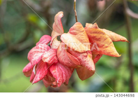 Peradeniya, Royal Botanic Gardens near of Kandy town in Sri Lanka. Vibrant pink and orange tropical flower in natural garden setting, showcasing intricate petals and lush green background. 143044698