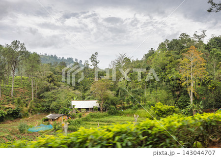Rustic Dwelling Nestled in Lush Green Hills Amidst Tea Plantations Under a Cloudy Sky. Mountain landscape near Ella town in Sri Lanka island in Asia. Rustic Dwelling Nestled in Lush Green Hills Amidst Tea Plantations Under a Cloudy Sky. Mountain landscape near Ella town in Sri Lanka island in Asia. 143044707