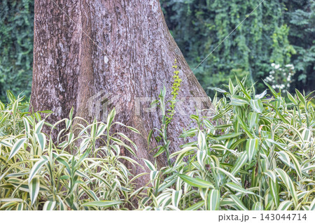 Peradeniya, Royal Botanic Gardens near of Kandy town in Sri Lanka. Natural textured tree trunk base in a lush green forest with vibrant variegated foliage, showcasing tranquil outdoor beauty 143044714