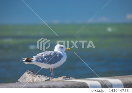 Graceful white seabird with closed eyes stands serenely on a sunlit rock, overlooking calm ocean waters on a bright day, full body view close up 143044728