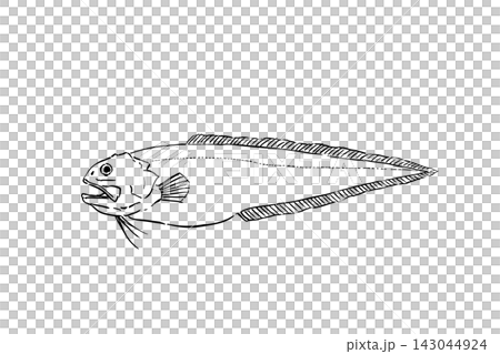 手繪線條藝術插圖,描繪了一隻鼬魚 手繪線條藝術插圖,描繪了一隻鼬魚 143044924