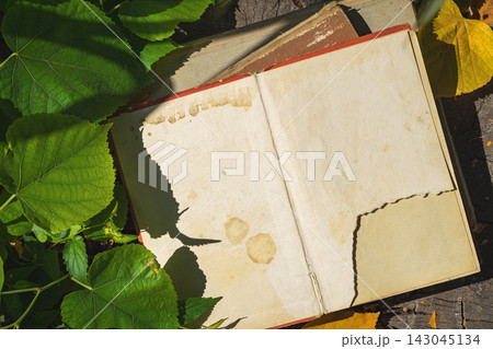 Open Vintage Book with Autumn Leaves. Open old book with blank stained pages lies among green and yellow leaves in warm sunlight. Vintage still life, copy space for literature, memory, autumn concepts Open Vintage Book with Autumn Leaves. Open old book with blank stained pages lies among green and yellow leaves in warm sunlight. Vintage still life, copy space for literature, memory, autumn concepts 143045134