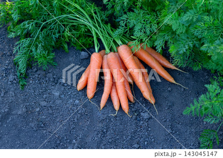 Fresh big orange carrots are among foliage of the garden row. 143045147