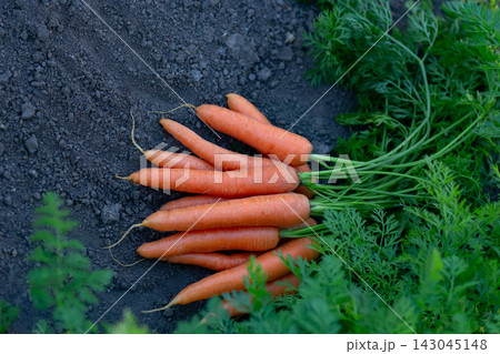 Fresh big orange carrots are among foliage of the garden row. 143045148