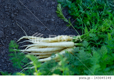 Luna white carrots on the ground in the garden with foliage. 143045149