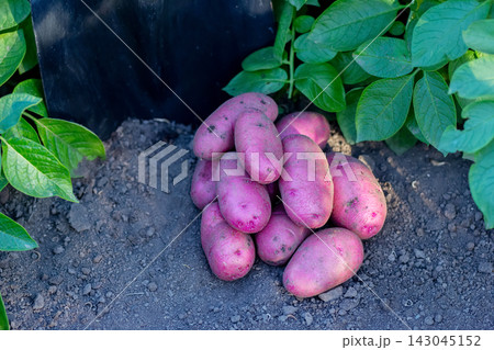 Long red potatoes gathered and a shovel in autumn garden. 143045152
