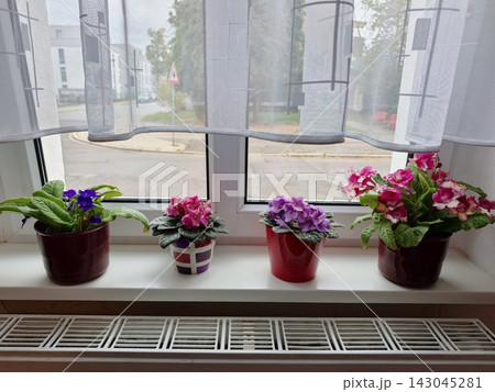 Blooming violets and streptocarpus in pots on the windowsill. 143045281