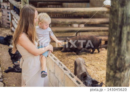 Mother and little boy explore a pig enclosure at a children's farm. Curiosity and discovery through animal encounters. 143045620