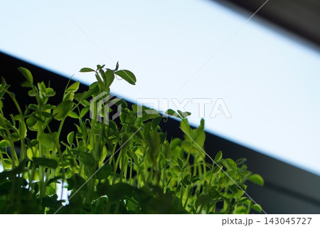 窓からの光を受けてみずみずしく透ける豆苗の新芽（コピースペース付き） 143045727
