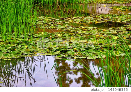 浜寺公園のバラ園にある池に咲くハスの花と水草 浜寺公園のバラ園にある池に咲くハスの花と水草 143046556