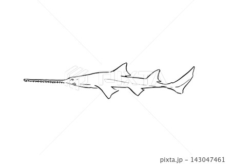 ノコギリエイの手描き線画イラスト ノコギリエイの手描き線画イラスト 143047461