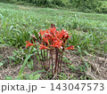 草地に咲く赤橙色の夏の花 143047573