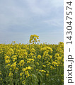 春の空の下に広がる菜の花畑 143047574