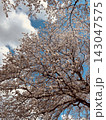 青空と白い雲を背景に咲く満開の桜 143047575