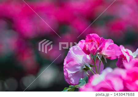 ピンク色の薔薇の花 ピンク色の薔薇の花 143047688