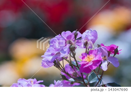 朝日に輝く薔薇の花 朝日に輝く薔薇の花 143047690