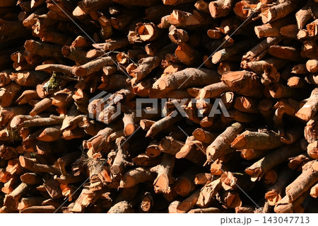 pile of wood log in the country home with sunlight, firewood for fuel 143047713