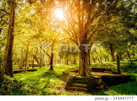 Evening light at Abhayagiri Monastery ruins, Anuradhapura, Sri Lanka Evening light at Abhayagiri Monastery ruins, Anuradhapura, Sri Lanka 143047777