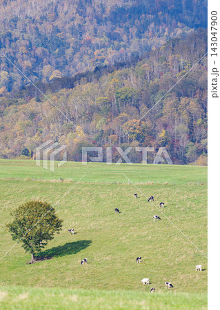 ナイタイ高原牧場への道から望む十勝平野の絶景(秋の北海道) ナイタイ高原牧場への道から望む十勝平野の絶景(秋の北海道) 143047900