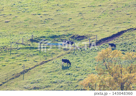 ナイタイ高原牧場への道から望む牛のいる十勝平野の絶景(秋の北海道) ナイタイ高原牧場への道から望む牛のいる十勝平野の絶景(秋の北海道) 143048360