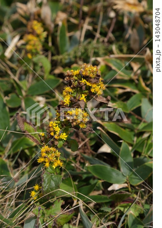 黄色い花を密に咲かせるオオアキノキリンソウ（Solidago nipponica） 143048704