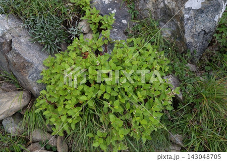 岩場と草の間に生育するオヤマソバ(Persicaria nakaii) 岩場と草の間に生育するオヤマソバ(Persicaria nakaii) 143048705