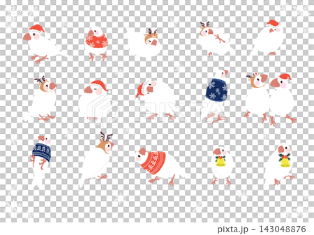 Cute white Java sparrow Christmas design for winter Cute white Java sparrow Christmas design for winter 143048876