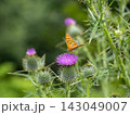 ウラギンヒョウモン 143049007