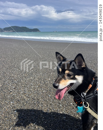 海だワン 海だワン 143049019