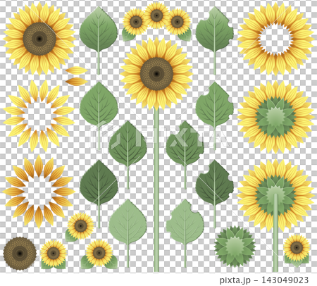 Sunflower and disassembly parts material set Sunflower and disassembly parts material set 143049023