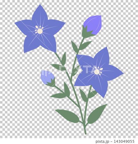 A botanical illustration of blue bellflower flowers and buds. A botanical illustration of blue bellflower flowers and buds. 143049055