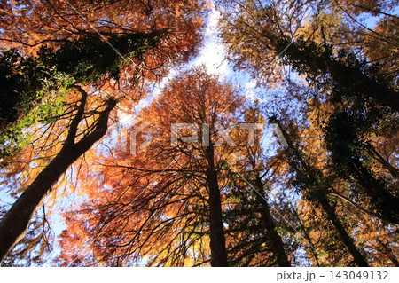 紅葉したメタセコイアの大木 143049132
