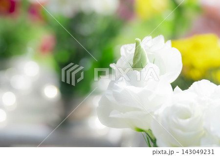 お墓にお供えされた清らかな白いトルコキキョウの花 お墓にお供えされた清らかな白いトルコキキョウの花 143049231
