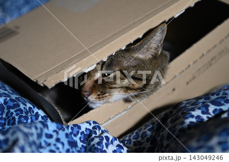 箱の中の猫 箱の中の猫 143049246