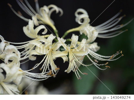 雨に濡れる白いヒガンバナ 花びらと雄しべに残る雨粒 雨に濡れる白いヒガンバナ 花びらと雄しべに残る雨粒 143049274