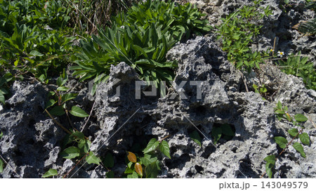 沖縄の自然な姿を残すゴツゴツとした琉球石灰岩と自生する植物 沖縄の自然な姿を残すゴツゴツとした琉球石灰岩と自生する植物 143049579