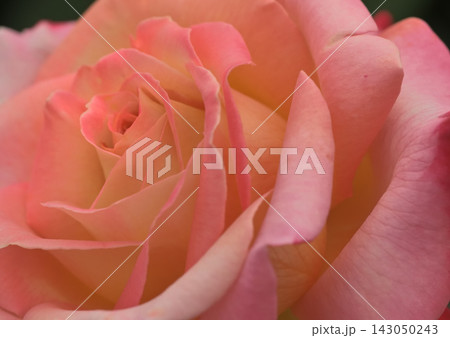 バラのピンクの花びら バラのピンクの花びら 143050243