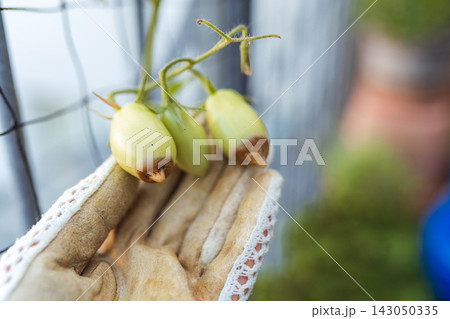 viral and fungal disease of tomatoes viral and fungal disease of tomatoes 143050335