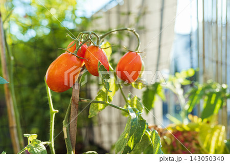 ripe red tomatoes on vine 143050340