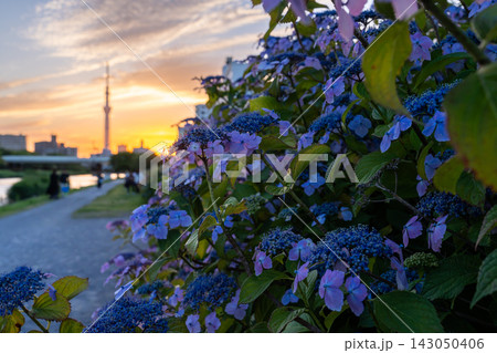夕暮れのスカイツリーと満開の紫陽花が彩る初夏の風景 143050406