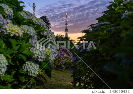 スカイツリーと満開の紫陽花が彩る初夏の夜景 スカイツリーと満開の紫陽花が彩る初夏の夜景 143050422