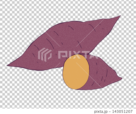 一組描繪單一紅薯及其橫截面的插圖。 143051207