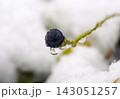 Dark berry clinging to a stem with a clear water droplet, covered in melted snow and ice in winter 143051257
