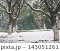 Peaceful winter snowfall blankets trees and ground in a serene park during a cold day 143051261