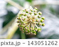 Close up view of green and white ivy flower buds on a plant stem covered with melting ice droplets 143051262
