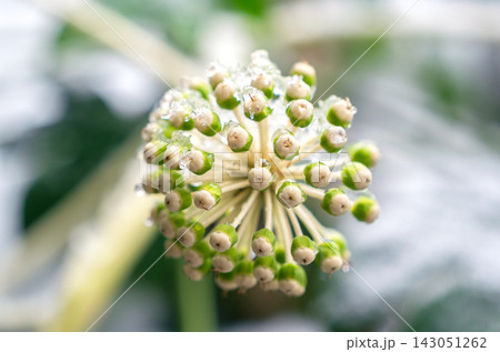 Close up view of green and white ivy flower buds on a plant stem covered with melting ice droplets Close up view of green and white ivy flower buds on a plant stem covered with melting ice droplets 143051262