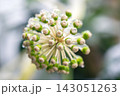 Close up view of green and white ivy flower buds on a plant stem covered with melting ice droplets 143051263
