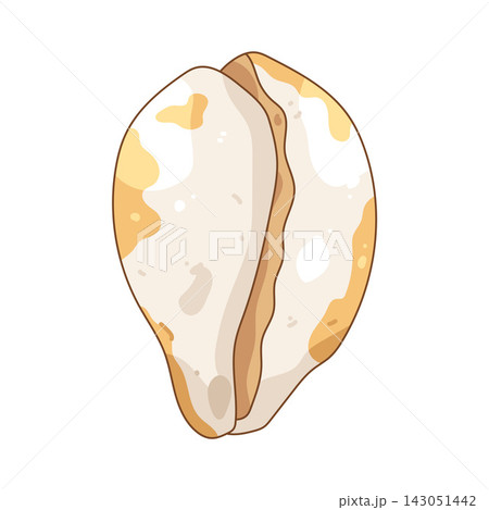Illustration of cowrie shell Illustration of cowrie shell 143051442