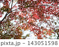 頭上いっぱいに鮮やかに色づく秋の紅葉とモミジの枝葉 143051598